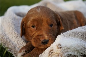 Derek - puppy for sale