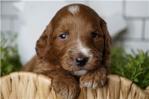 Diana - Goldendoodle for sale