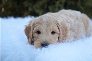 August - Goldendoodle for sale