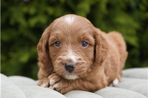 Diana - Goldendoodle for sale