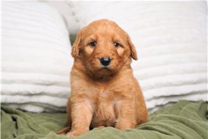 Thea - Goldendoodle for sale