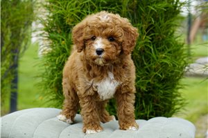 Dash - Goldendoodle for sale