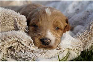 Douglas - puppy for sale