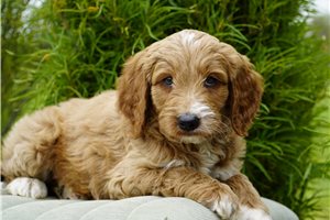 Douglas - Goldendoodle for sale