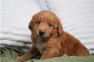 Talia - puppy for sale