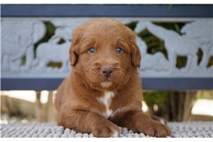 Ernie - puppy for sale