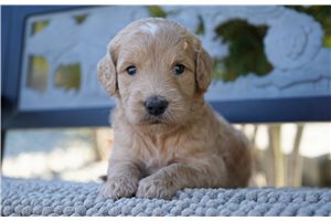 Gianna - Goldendoodle for sale