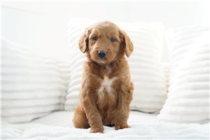 Winona - Goldendoodle for sale