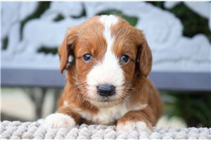Elara - puppy for sale