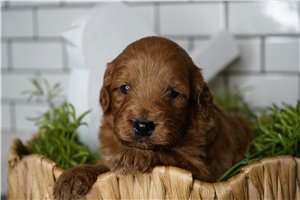 Delaney - puppy for sale