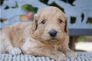 Gabriella - puppy for sale
