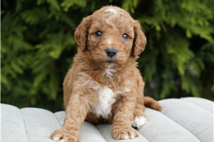 Dynamo - Goldendoodle for sale