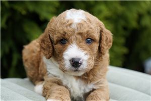 Dillon - Goldendoodle for sale
