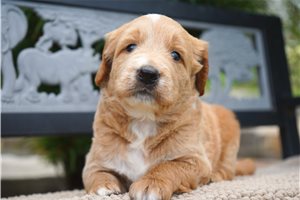 Eeyore - puppy for sale