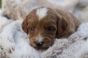 Donovan - puppy for sale