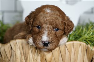 Dash - puppy for sale