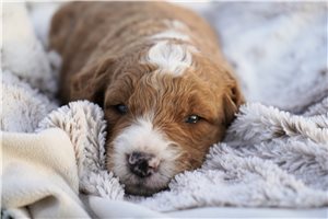 Dillon - puppy for sale