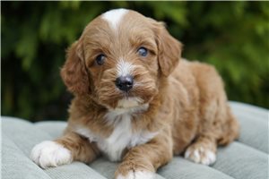 Donovan - Goldendoodle for sale