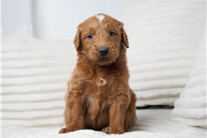 Walt - Goldendoodle for sale