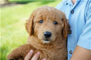 Eddie - Goldendoodle for sale