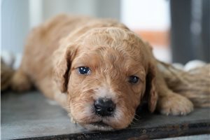 Adrian - Goldendoodle, Mini for sale