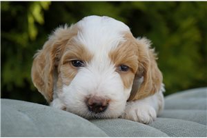 Adeline - Goldendoodle, Mini for sale