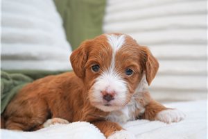Sally - puppy for sale