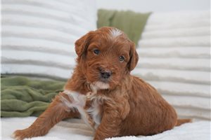 Sawyer - Mini Goldendoodle for sale