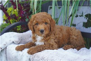 Nash - puppy for sale