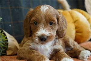 Nikki - puppy for sale