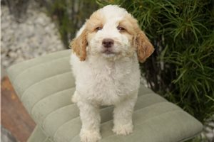 Andrew - puppy for sale