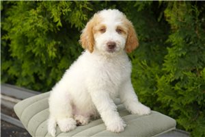 Andrew - Goldendoodle, Mini for sale