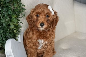 Farrah - Goldendoodle, Mini for sale