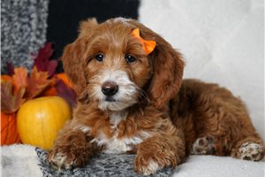 Nova - puppy for sale