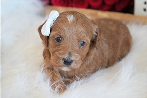 Fern - puppy for sale