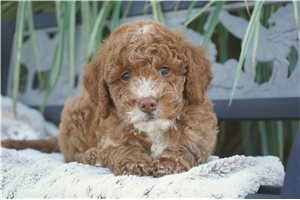 Niles - puppy for sale