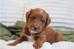 Sammy - puppy for sale