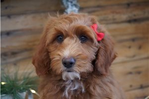 Nadia - Goldendoodle, Mini for sale