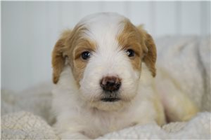 Adeline - Mini Goldendoodle for sale