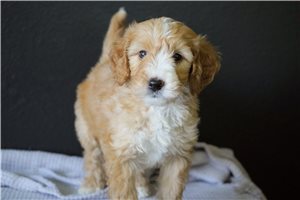 Alice - Goldendoodle, Mini for sale
