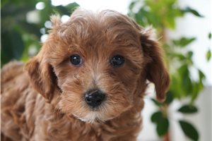 Fern - Goldendoodle, Mini for sale
