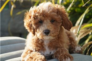 Elway - puppy for sale