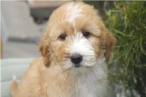 Alice - puppy for sale