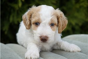 Andrew - Mini Goldendoodle for sale