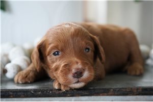 Abigail - puppy for sale