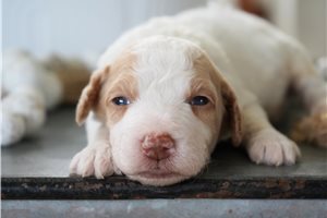 Andrew - puppy for sale