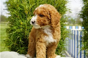 Aiden - puppy for sale