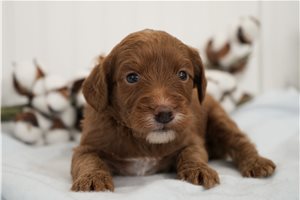 Abigail - Goldendoodle, Mini for sale