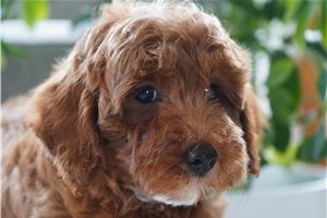 Farrah - Goldendoodle, Mini for sale
