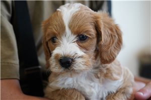 Nyla - puppy for sale